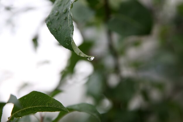 The drop of water after rain on the green leaf of the tree