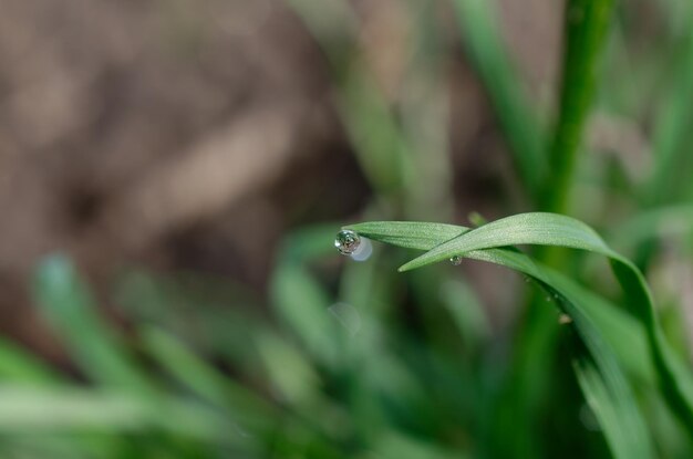 A drop of water on a blade of grass