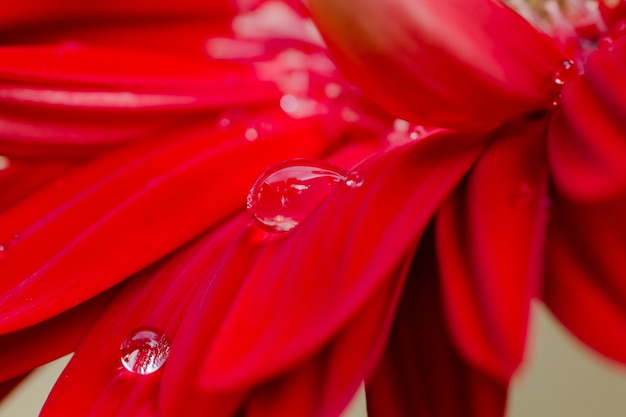 Foto goccia d'acqua sul fiore del crisantemo