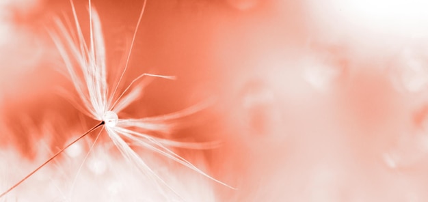 A drop of water on a dandelion dandelion on a red background with copy space closeup banner