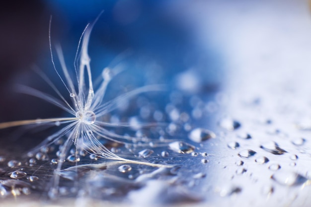 A drop of water on a dandeliondandelion seed on a blue background with copy space closeup