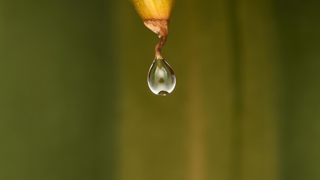 Foto goccia d'acqua che cade da una foglia