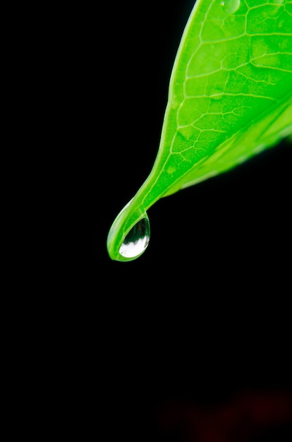 Drop of water falling from green leaf