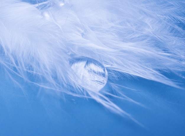 Photo drop of water on a feather