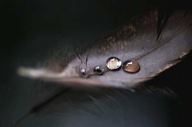 A drop of water on a fluffy feather