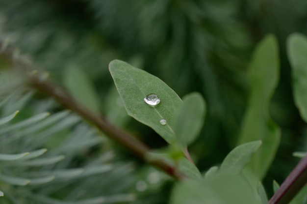 a drop of water on a green leaf