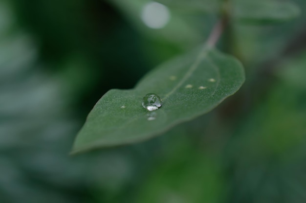 a drop of water on a green leaf