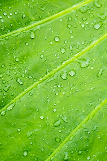 Drop of water on leaf,green leaves in nature. selective focus.