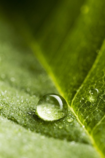 A drop of water on a leaf with the word water on it.