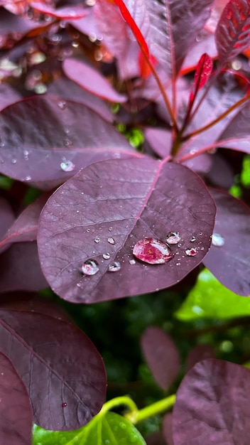 水紫の赤い花をドロップ