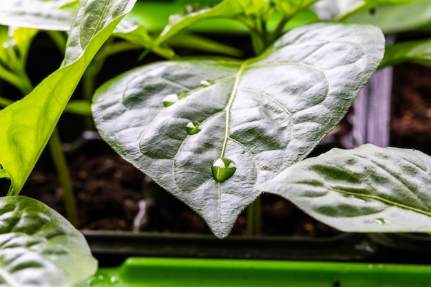 A drop of water on a seedling of a pepper seedling
