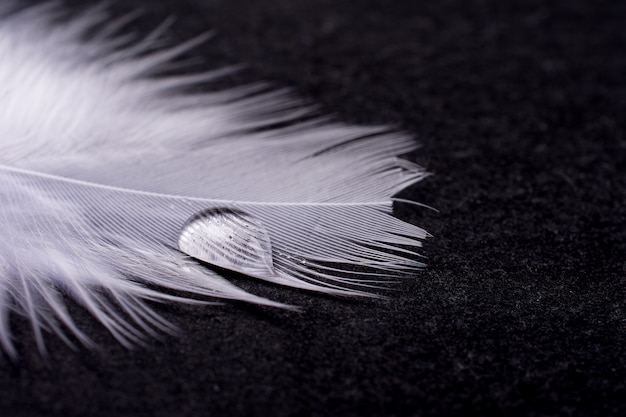 Drop of water on a white feather on black