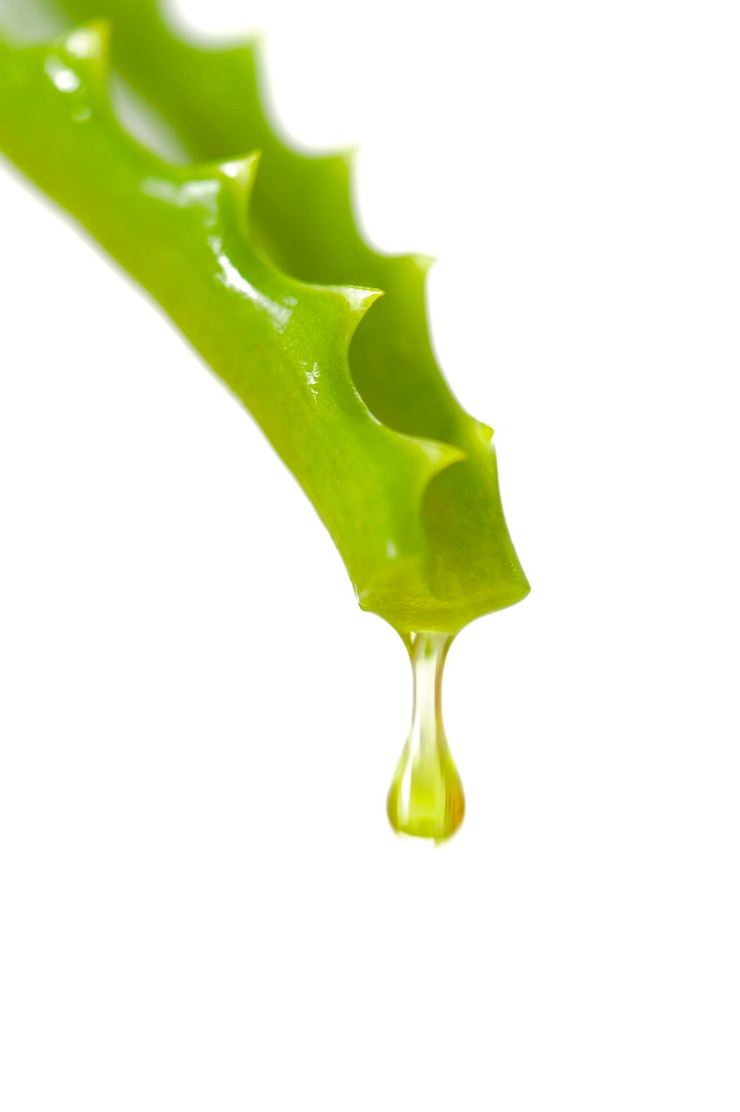 Photo droplet essence is falling from aloe vera medicinal plant