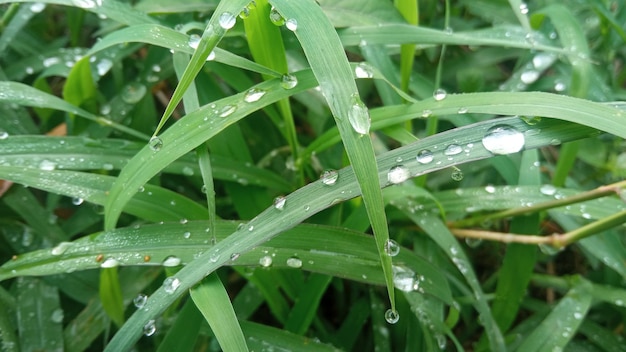 草の上の水滴