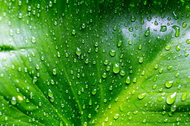 Goccia d'acqua sulla foglia verde, rotolando.