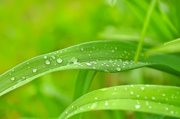 Droplets of dew on the grass