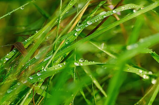 Droplets of dew on the green grass shallow depth of field natural eco background