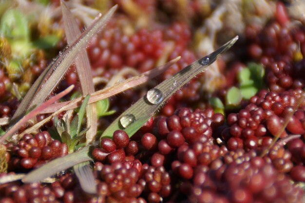 Photo droplets on leaf by bunches of coffee berries