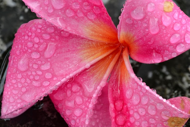 ピンクの寺院の木の花びらの液滴