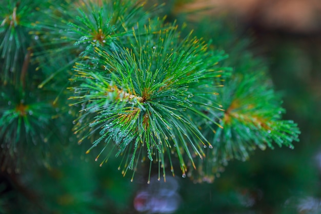 Droplets of rain on the fir-tree needles