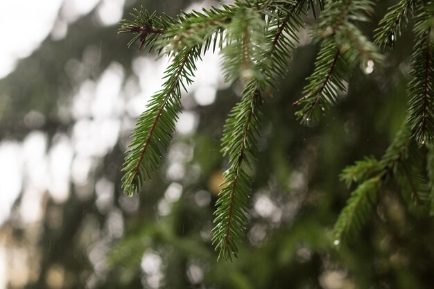 Drops of dew on the branches of spruce