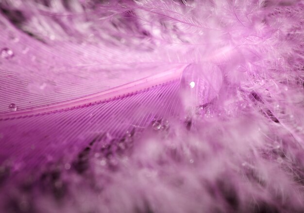 Drops of dew on colored feathers. abstract background closeup