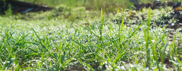 Photo drops dew on the grass in the morning while the sun rises.