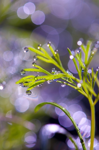 草の上の露の滴。露からの太陽のまぶしさ