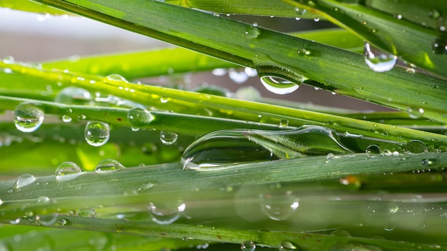 Drops of dew on the grass.