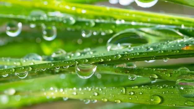 Drops of dew on the grass.