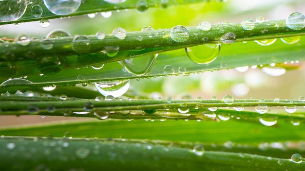 Drops of dew on the grass.