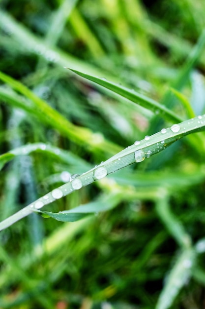 Drops of dew on green blade of grass