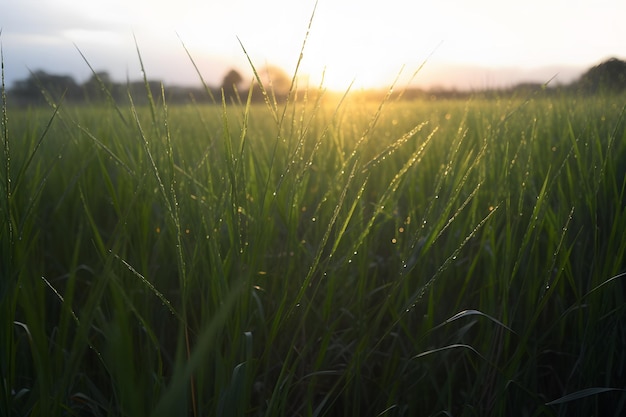 Drops of dew on a green grass neural network ai generated