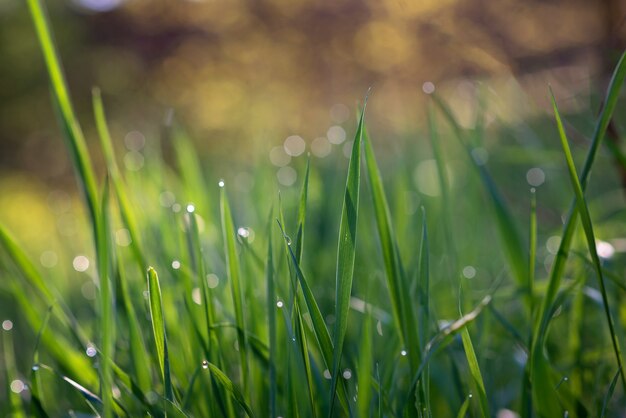 Drops of dew on the green grass on a sunny morning. Natural floral texture background. Selective focus, shallow depth of field. Beautiful natural bokeh.