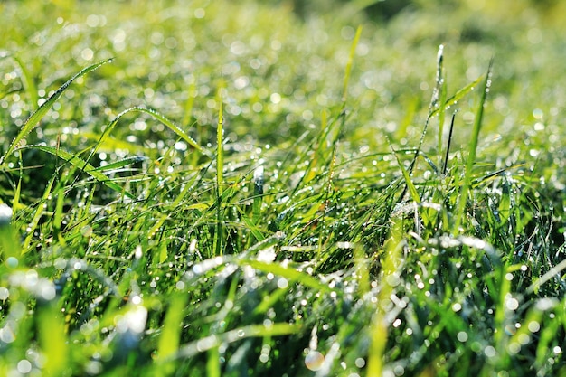 Drops of dew on a green grass