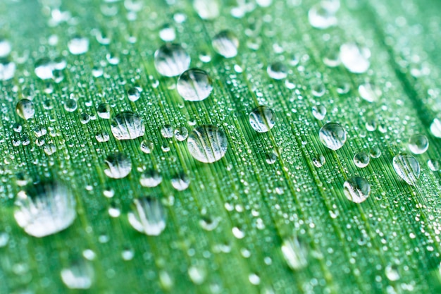 Drops of dew on a green leaf