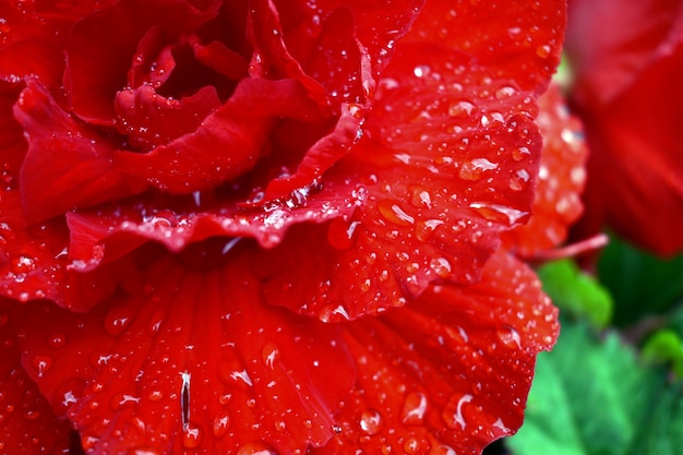 drops of dew on the scarlet rose