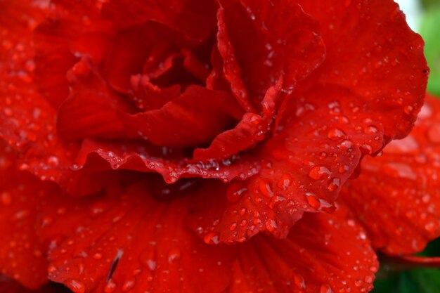 drops of dew on the scarlet rose