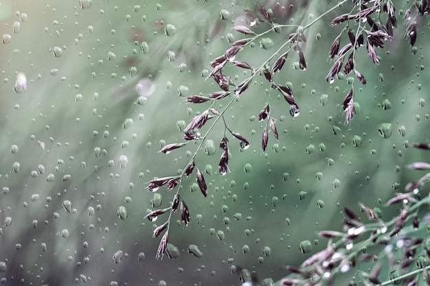 春の雨の日に滴と花