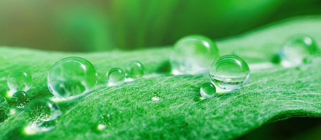 drops on a fresh spruce leaf, macro photo. The concept of nature, ecology, environment. Copyspace.