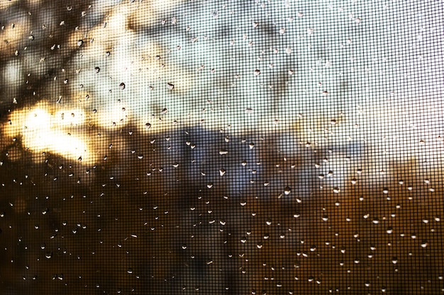 Капли на стекле на фоне осеннего дерева и солнечного света
