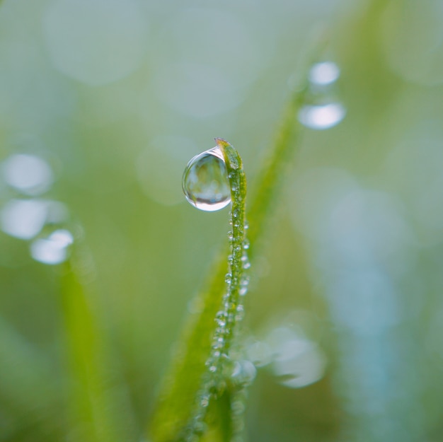 drops on the green grass plant leaves in the garden