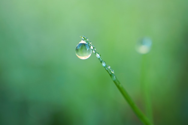 drops on the green grass           