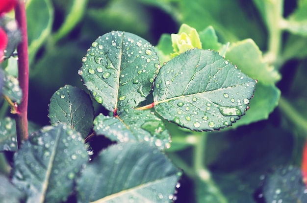 Drops on the green leaves