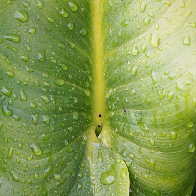 drops on the green leaves      