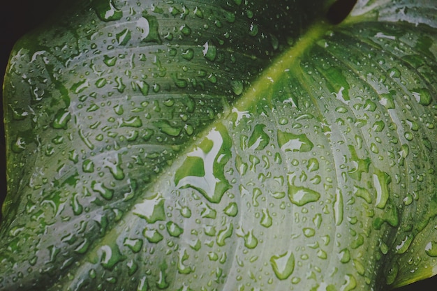  drops on the green leaves