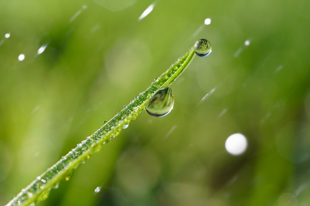   drops on the green leaves