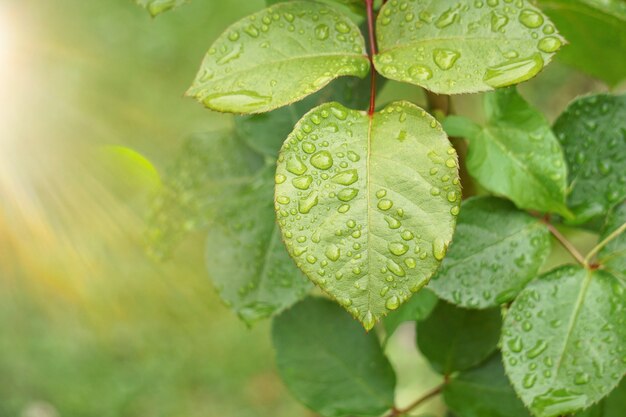 Drops on the green plant leaves in the nature in summer