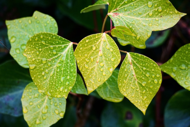 Gocce sulle foglie delle piante verdi nella natura