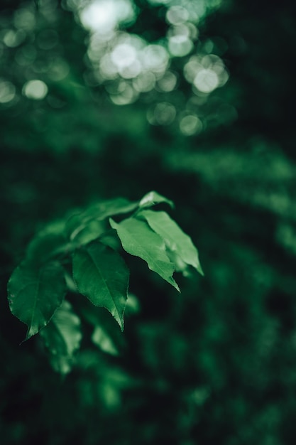 森の暗い光の中で雨が降った後の葉の滴